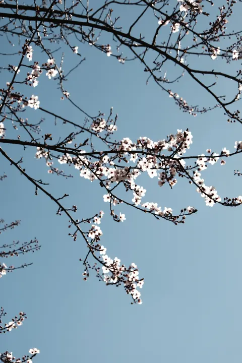 Sakura Branch Phone Wallpaper · petals · 1440×2160