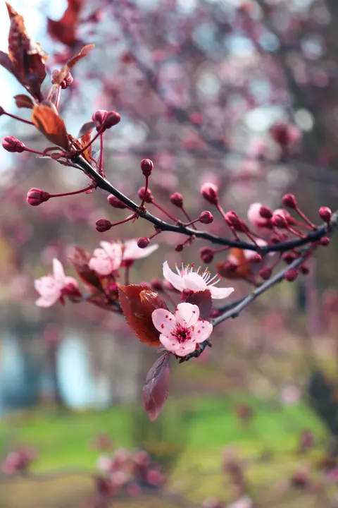 شاخه شکوفه گیلاس والپیپر موبایل · petals · 1440×2160