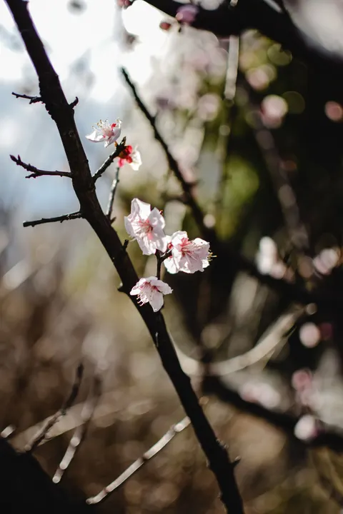 غصن أزهار الكرز خلفية للجوال · petals · 1440×2160