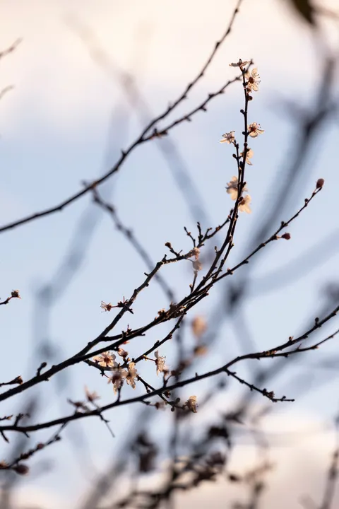 Sakura Branch Phone Wallpaper · petals · 1440×2160