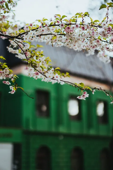 Sakura Branch Phone Wallpaper · petals · 1440×2160