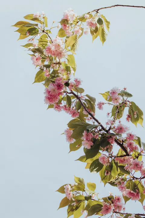 साकुरा की डाली मोबाइल वॉलपेपर · petals · 1440×2160