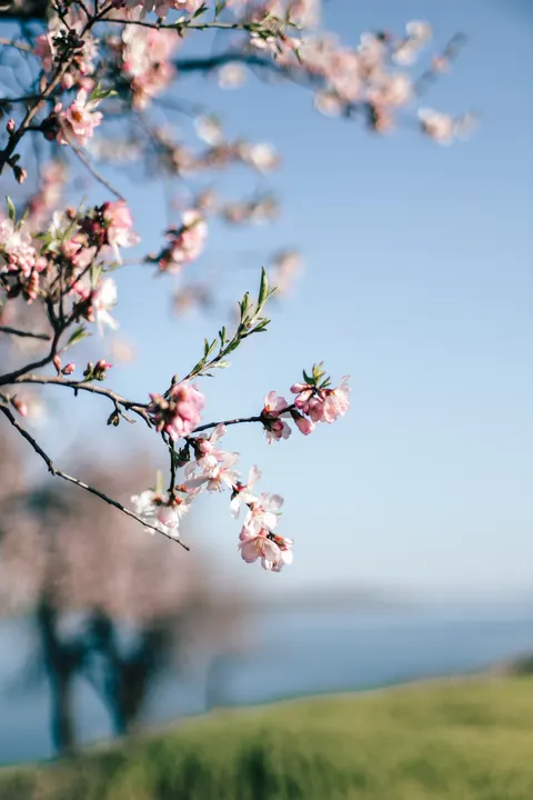 Sakura Branch Phone Wallpaper · petals · 1440×2160