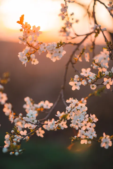Sakura Branch Phone Wallpaper · petals · 1440×2158