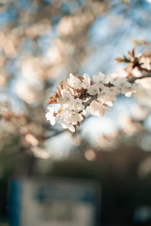Sakura Branch Phone Wallpaper · petals · 1440×2160