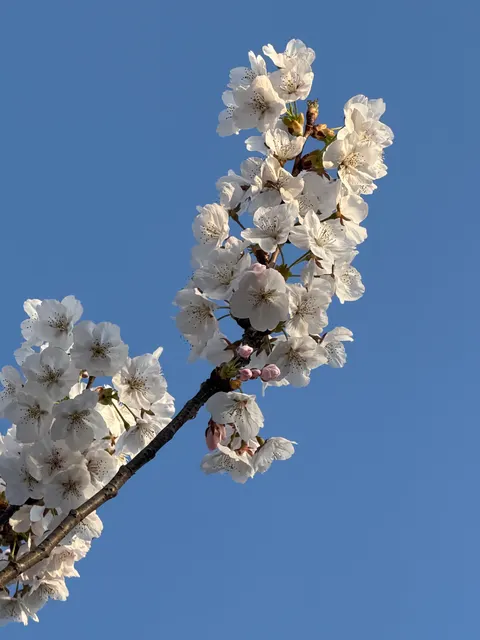 Sakura Branch Phone Wallpaper · petals · 1440×1920
