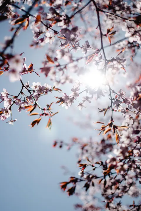 Sakura Branch Phone Wallpaper · petals · 1440×2160