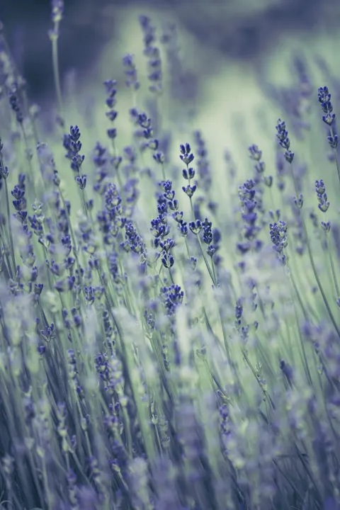 Lavender Phone Wallpaper · petals · 1440×2160