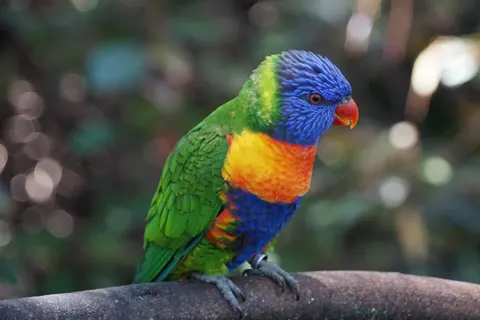 उष्णकटिबंधीय पक्षी 4K वॉलपेपर · animals · 3840×2560
