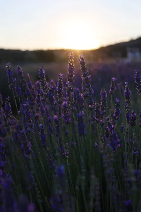Lavender Phone Wallpaper · petals · 1440×2160