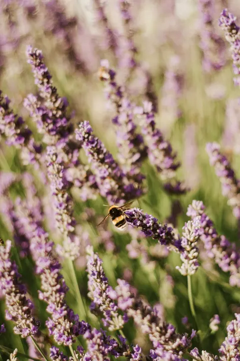 Lavender Phone Wallpaper · petals · 1440×2160