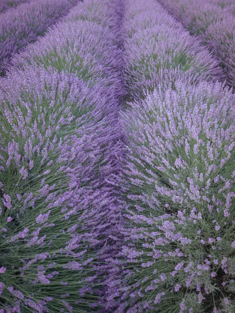 Lavender Phone Wallpaper · petals · 1440×1920