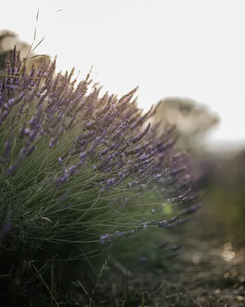 Lavender Phone Wallpaper · petals · 1440×1800