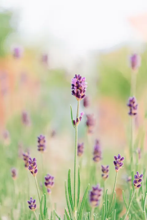 Lavender Phone Wallpaper · petals · 1440×2157