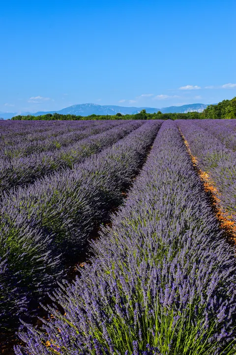 Lavender Phone Wallpaper · petals · 1440×2160