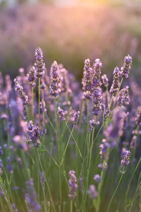 Lavender Phone Wallpaper · petals · 1440×2160