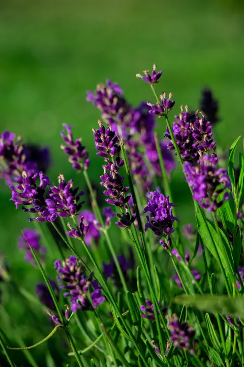 Lavender Phone Wallpaper · petals · 1440×2160