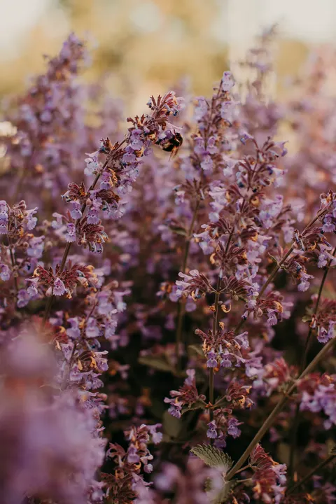 Lavender Phone Wallpaper · petals · 1440×2160