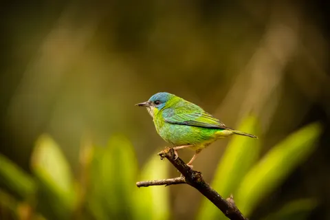 उष्णकटिबंधीय पक्षी 4K वॉलपेपर · animals · 3840×2560