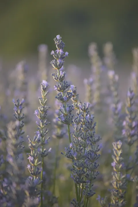 Lavender Phone Wallpaper · petals · 1440×2160