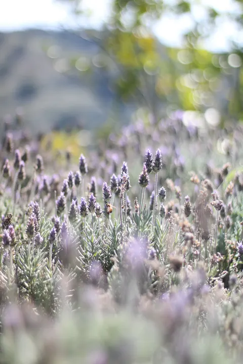 Lavender Phone Wallpaper · petals · 1440×2160