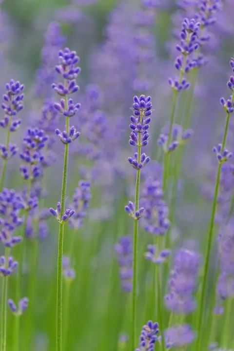 Lavender Phone Wallpaper · petals · 1440×2160