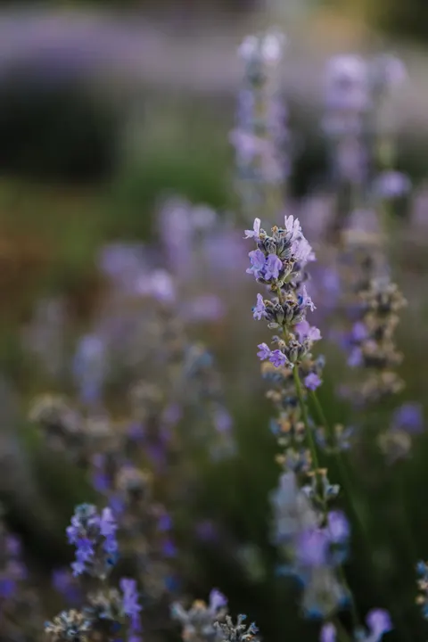 Lavender Phone Wallpaper · petals · 1440×2160