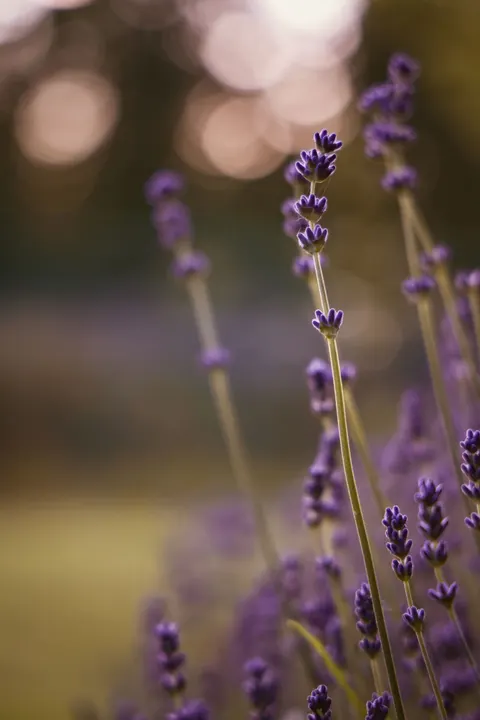 Lavender Phone Wallpaper · petals · 1440×2159