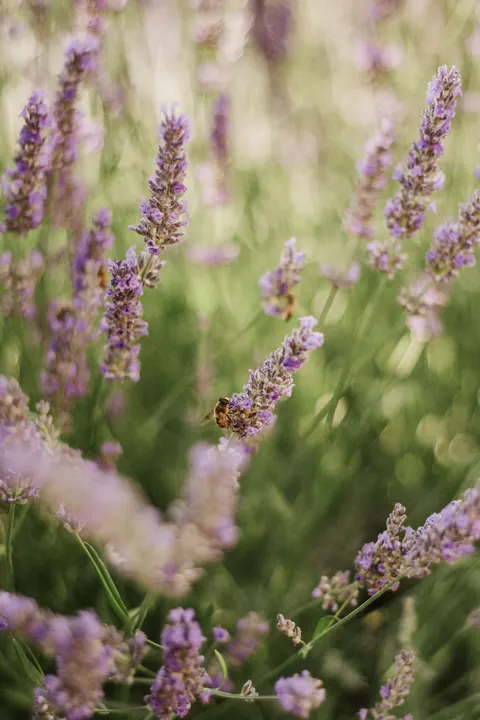 Lavender Phone Wallpaper · petals · 1440×2160