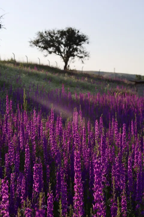 Lavender Phone Wallpaper · petals · 1440×2160