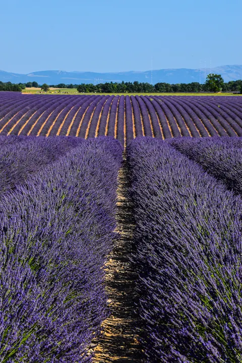 Lavender Phone Wallpaper · petals · 1440×2160