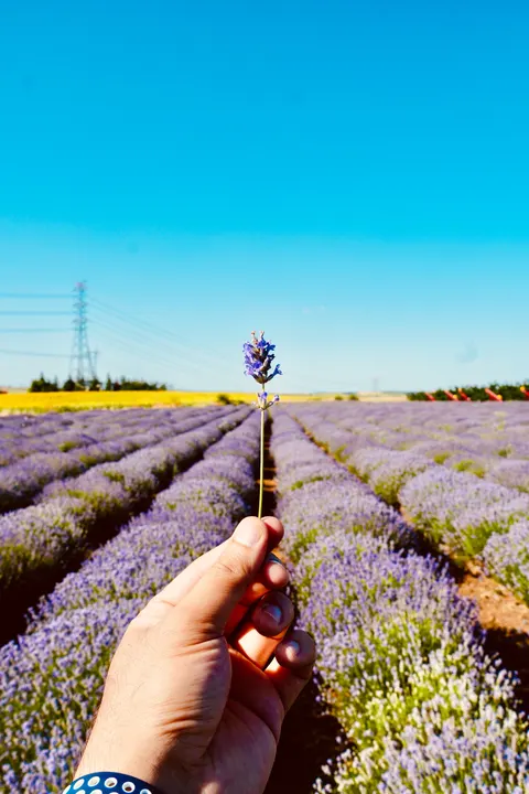 Lavanda Sfondo per Telefono · petals · 1440×2160