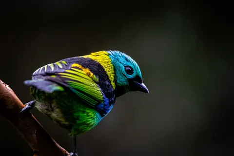 Tropical Bird 4K Wallpaper · animals · 3840×2560