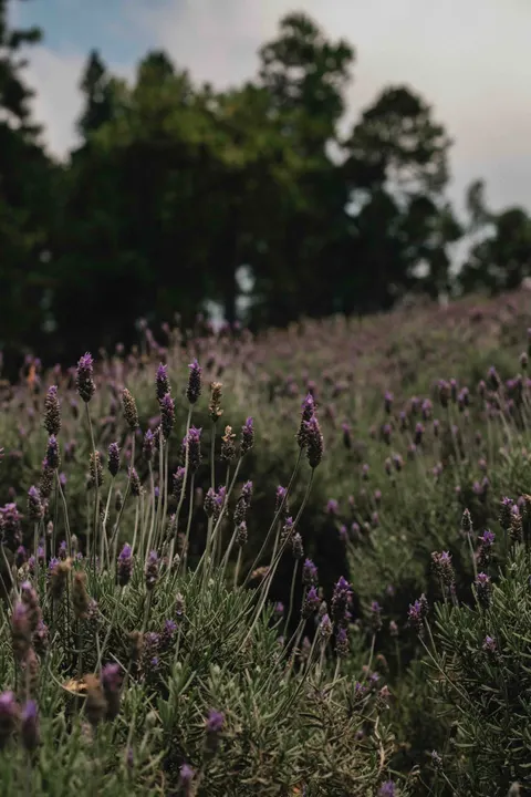 Lavender Phone Wallpaper · petals · 1440×2160