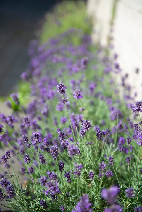 Lavender Phone Wallpaper · petals · 1440×2157