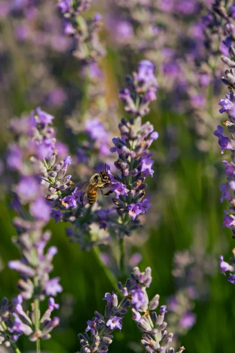 Lavender Phone Wallpaper · petals · 1440×2160