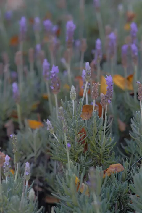 Lavender Phone Wallpaper · petals · 1440×2160