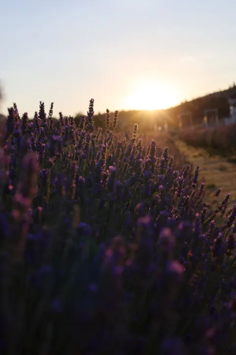 Lavender Phone Wallpaper · petals · 1440×2160
