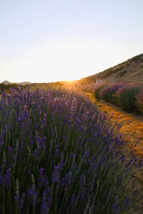 Lavender Phone Wallpaper · petals · 1440×2160