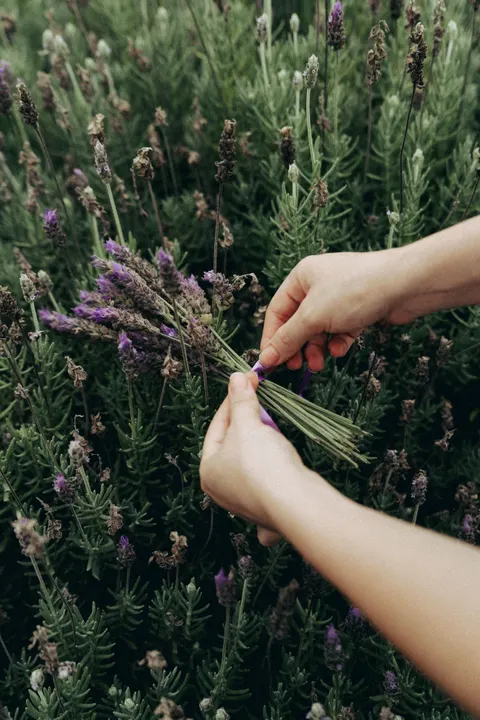 Lavender Phone Wallpaper · petals · 1440×2159