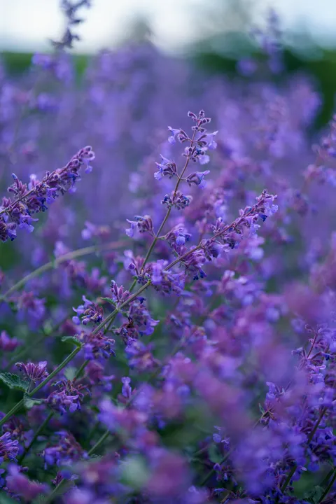 Lavender Phone Wallpaper · petals · 1440×2160