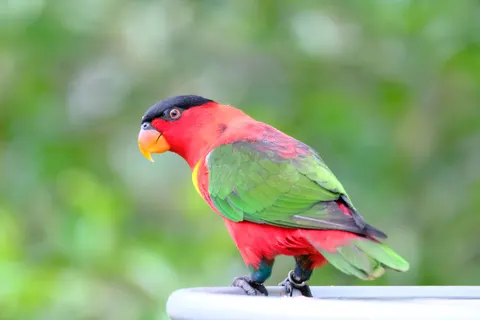Fondo de pantalla Ave Tropical 4K · animals · 3840×2560