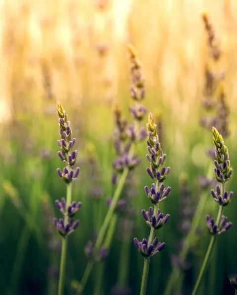Lavender Phone Wallpaper · petals · 1440×1800