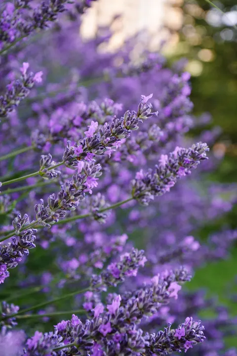 Lavender Phone Wallpaper · petals · 1440×2160