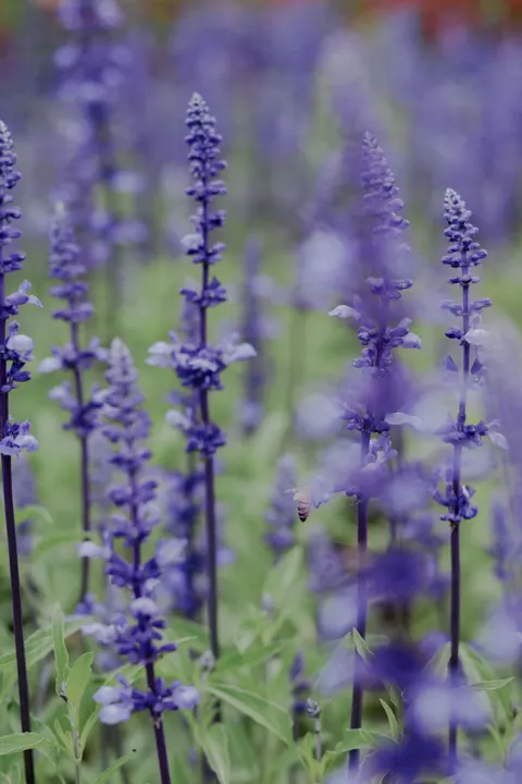 Lavender Phone Wallpaper · petals · 1440×2160