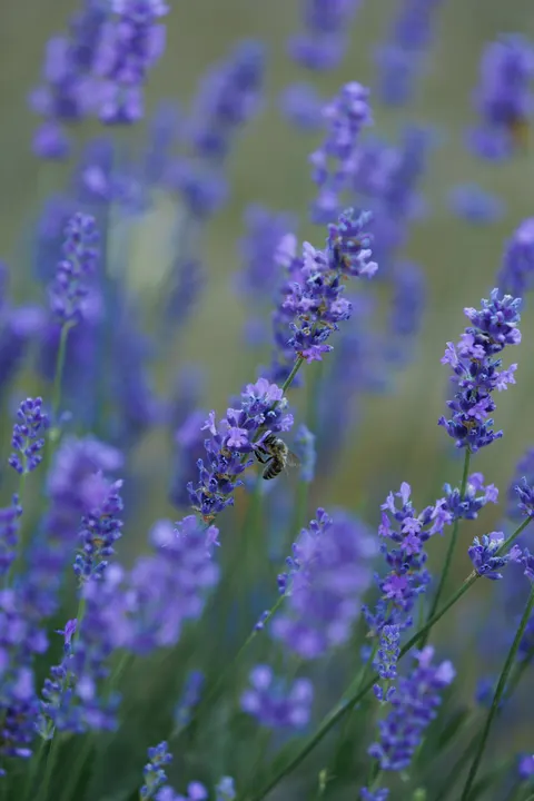 Lavender Phone Wallpaper · petals · 1440×2160