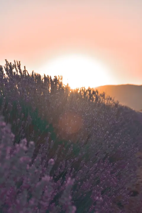 Lavender Phone Wallpaper · petals · 1440×2160