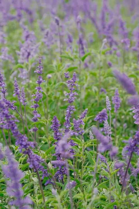 Lavender Phone Wallpaper · petals · 1440×2160