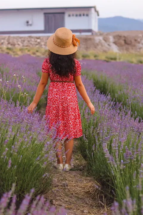 Lavender Phone Wallpaper · petals · 1440×2160