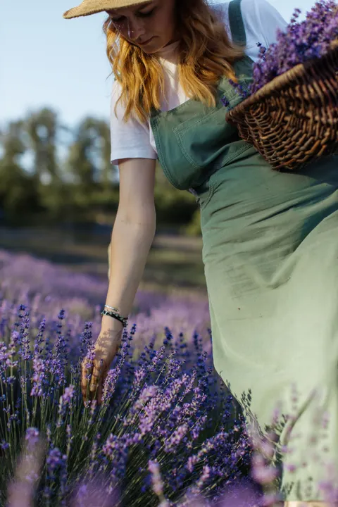 Lavender Phone Wallpaper · petals · 1440×2160
